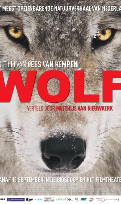 50+ Wolf